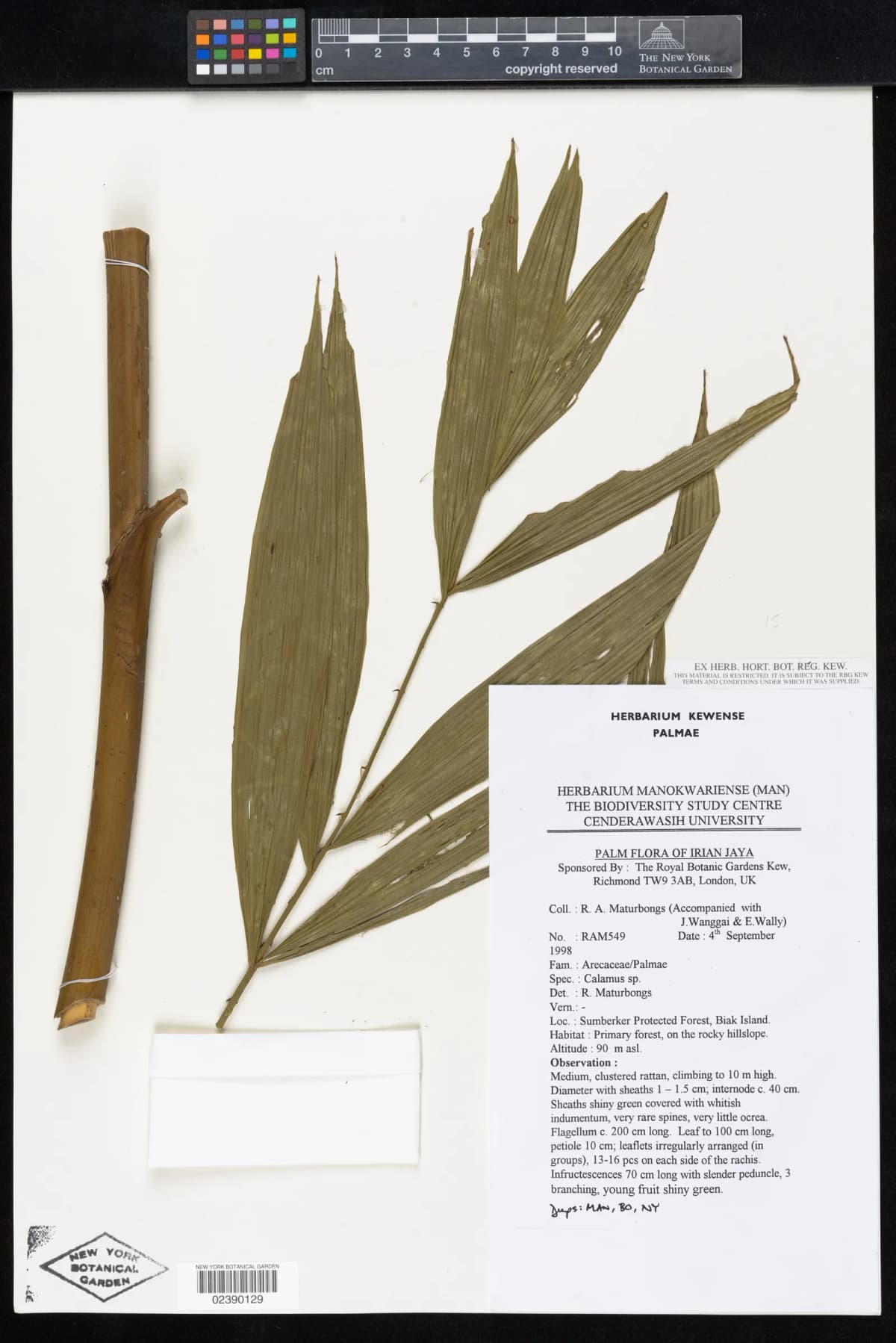 Botanical specimen of Calamus Interruptus.