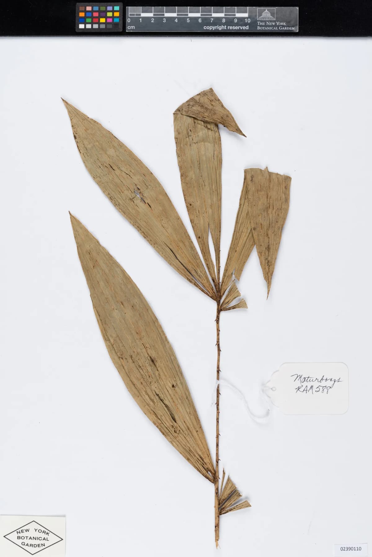 Botanical specimen of Calamus Interruptus.
