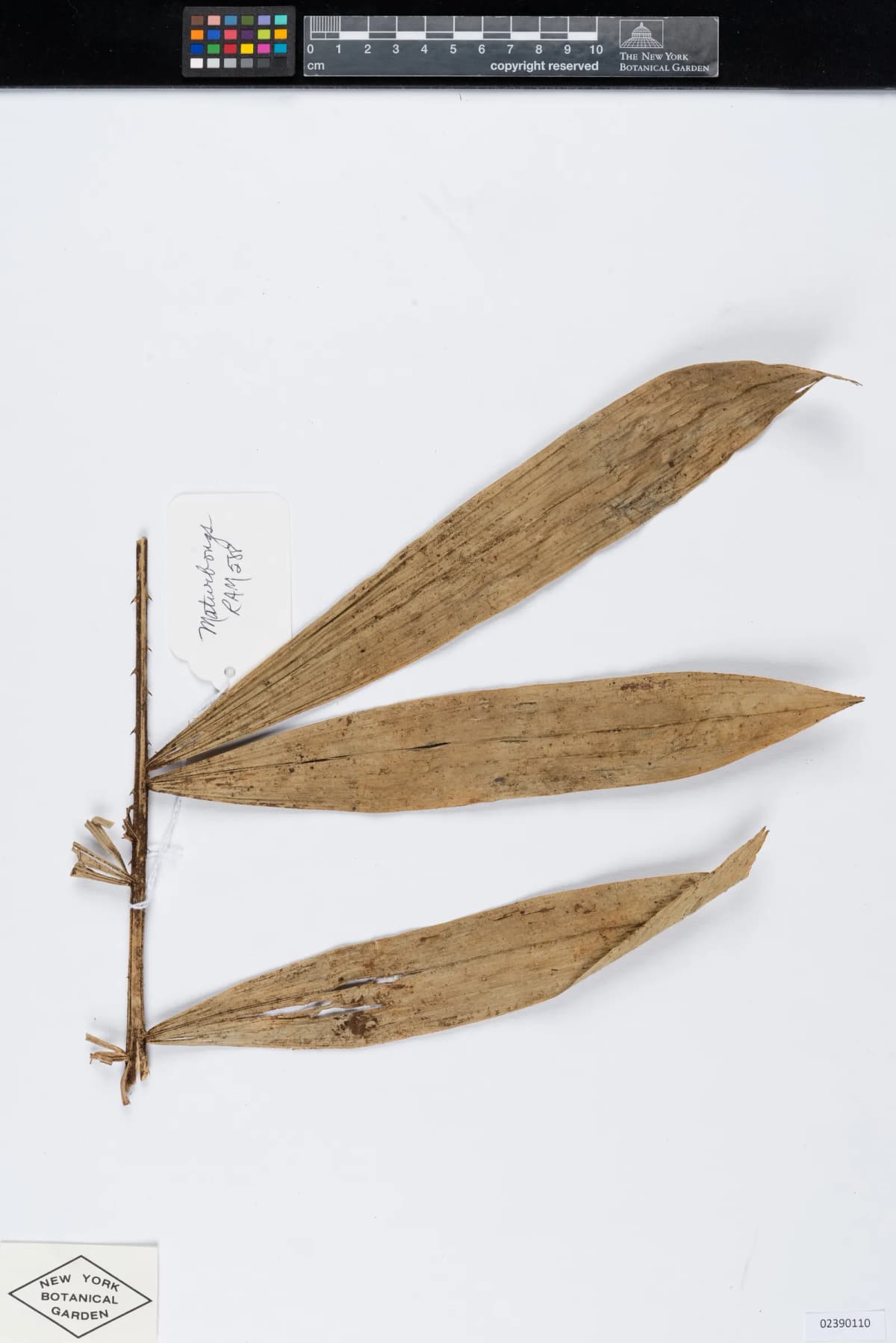 Botanical specimen of Calamus Interruptus.