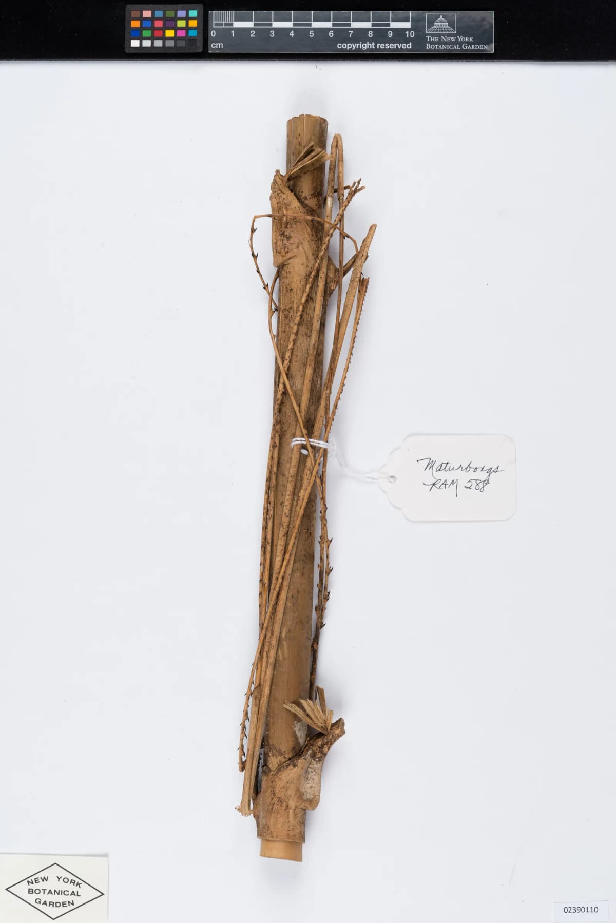 Botanical specimen of Calamus Interruptus.
