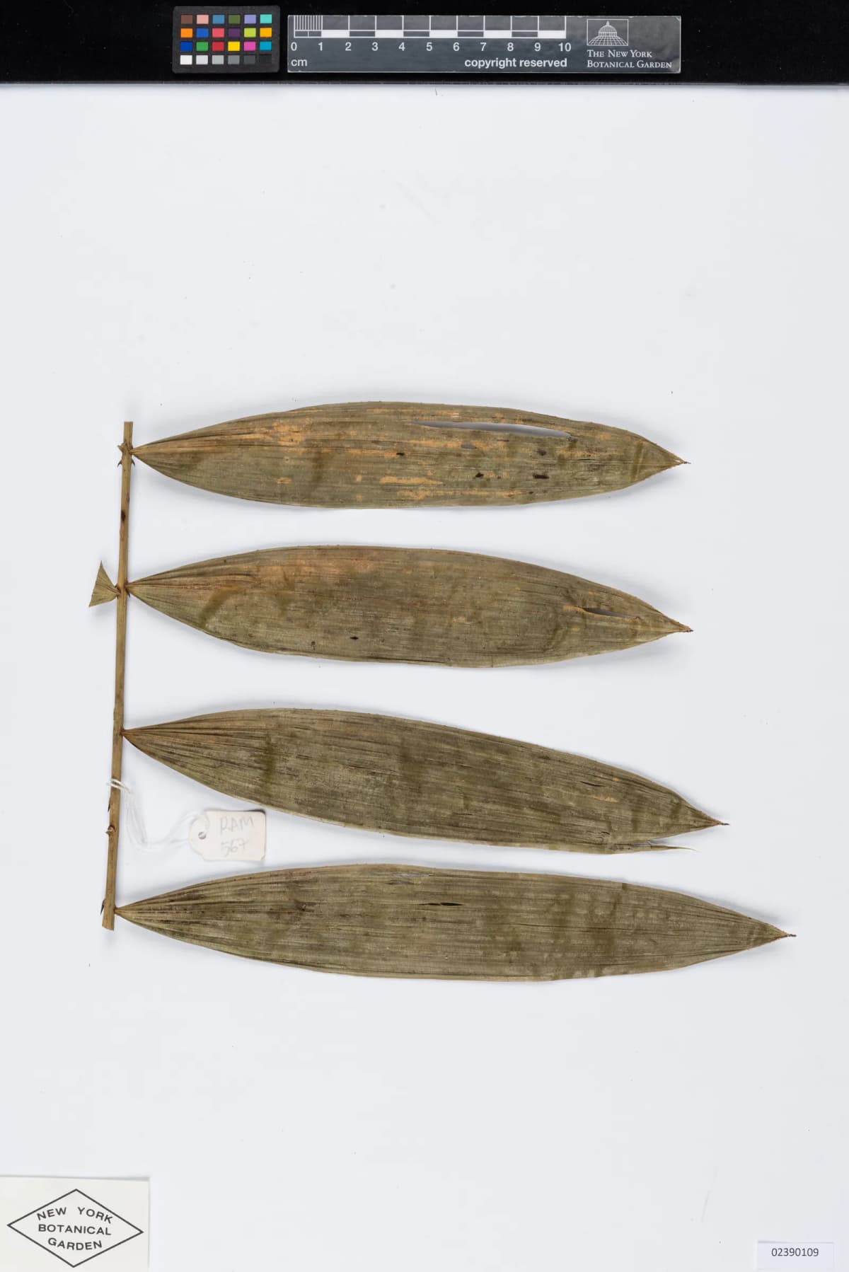 Botanical specimen of Calamus Interruptus.