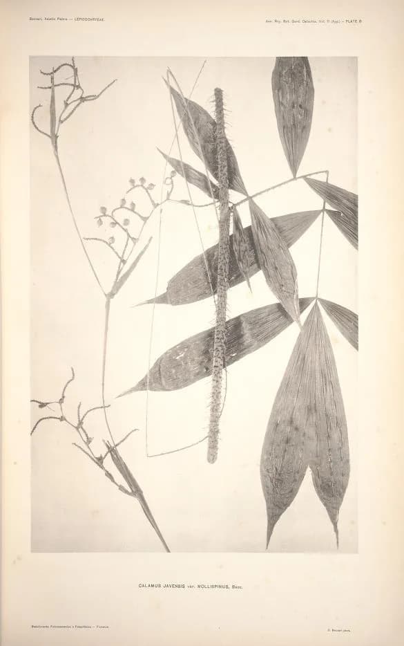 Botanical specimen of Calamus Javensis.