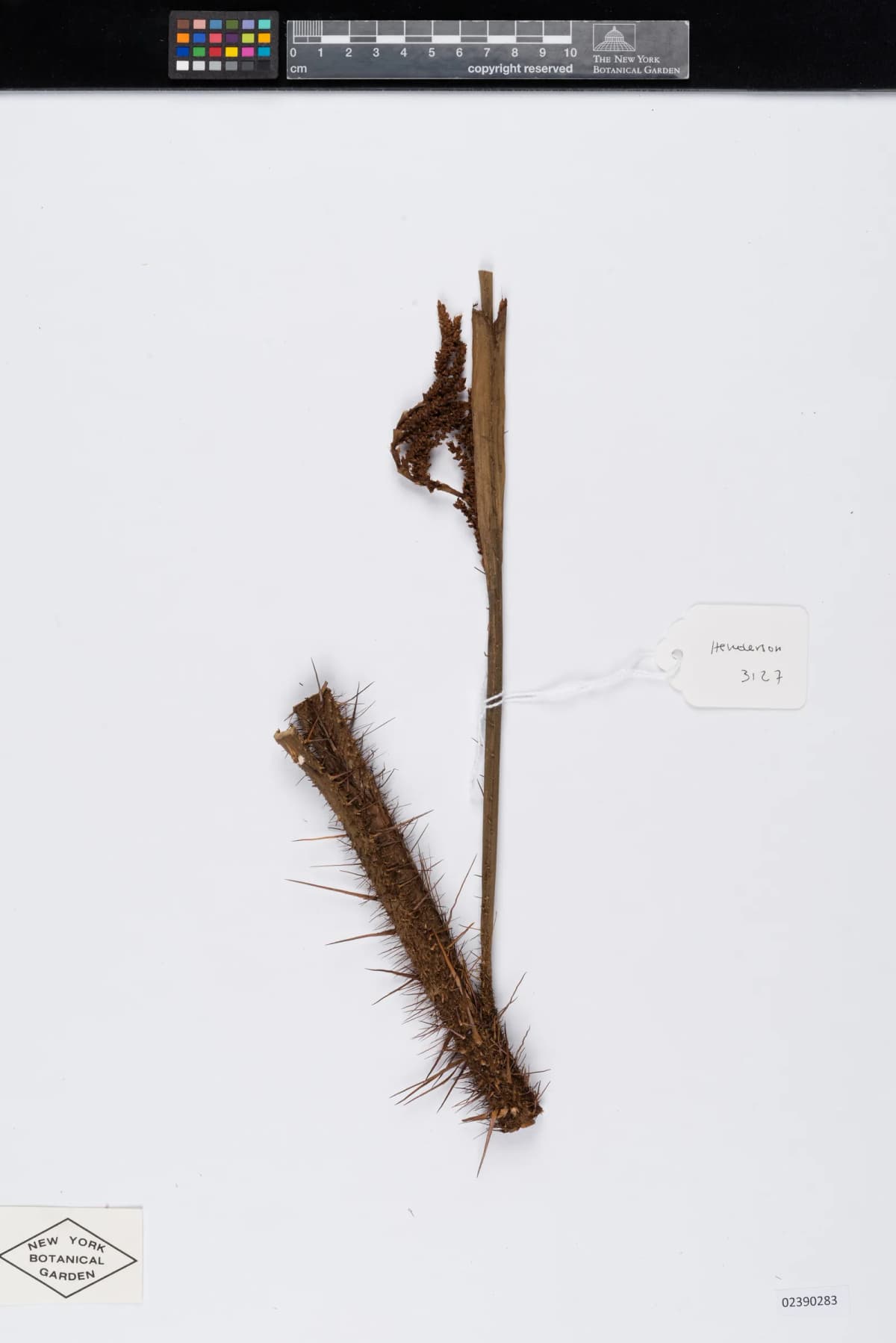Botanical specimen of Calamus Kingianus.