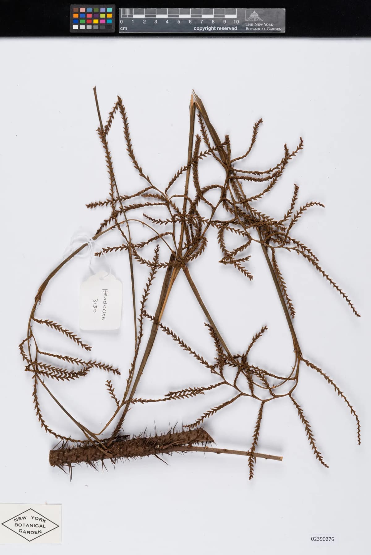 Botanical specimen of Calamus Kingianus.