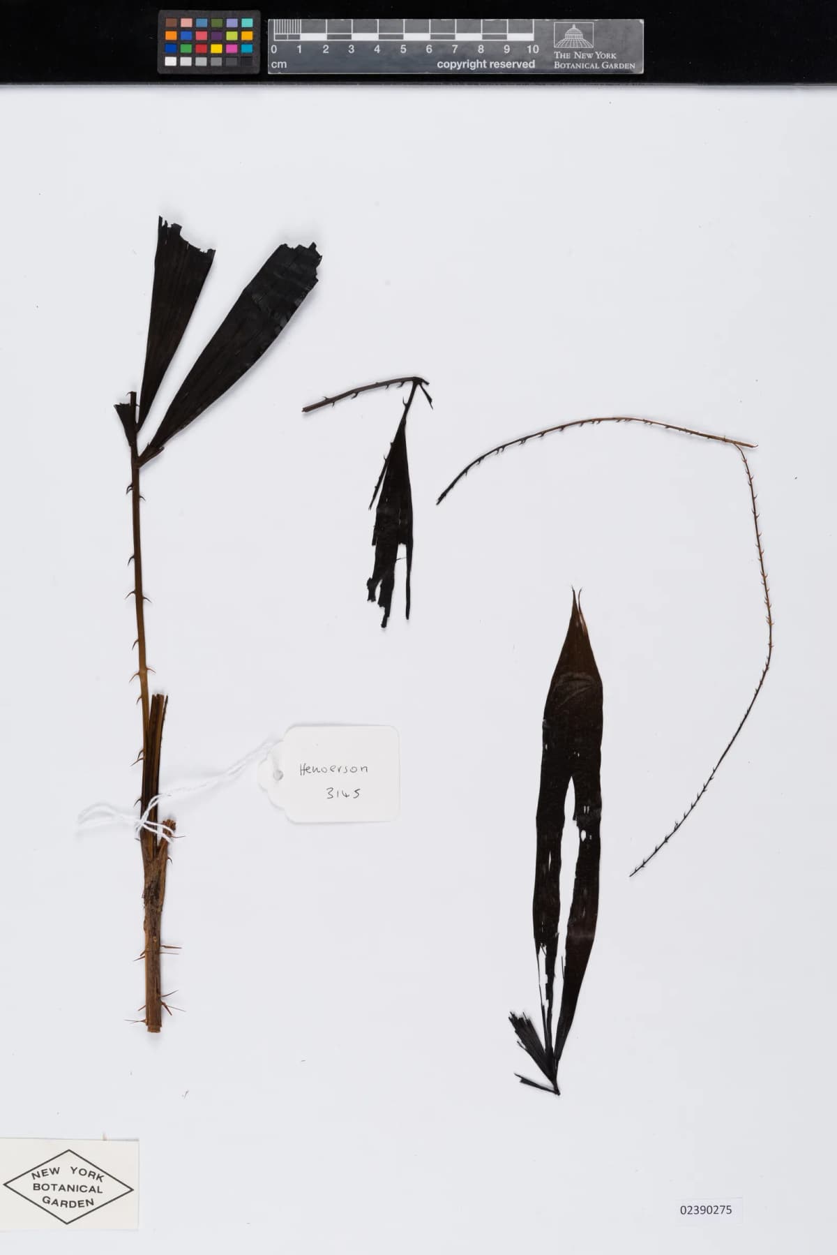 Botanical specimen of Calamus Kingianus.