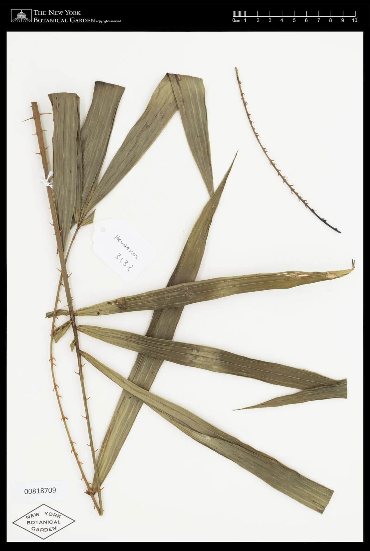 Botanical specimen of Calamus Kingianus.