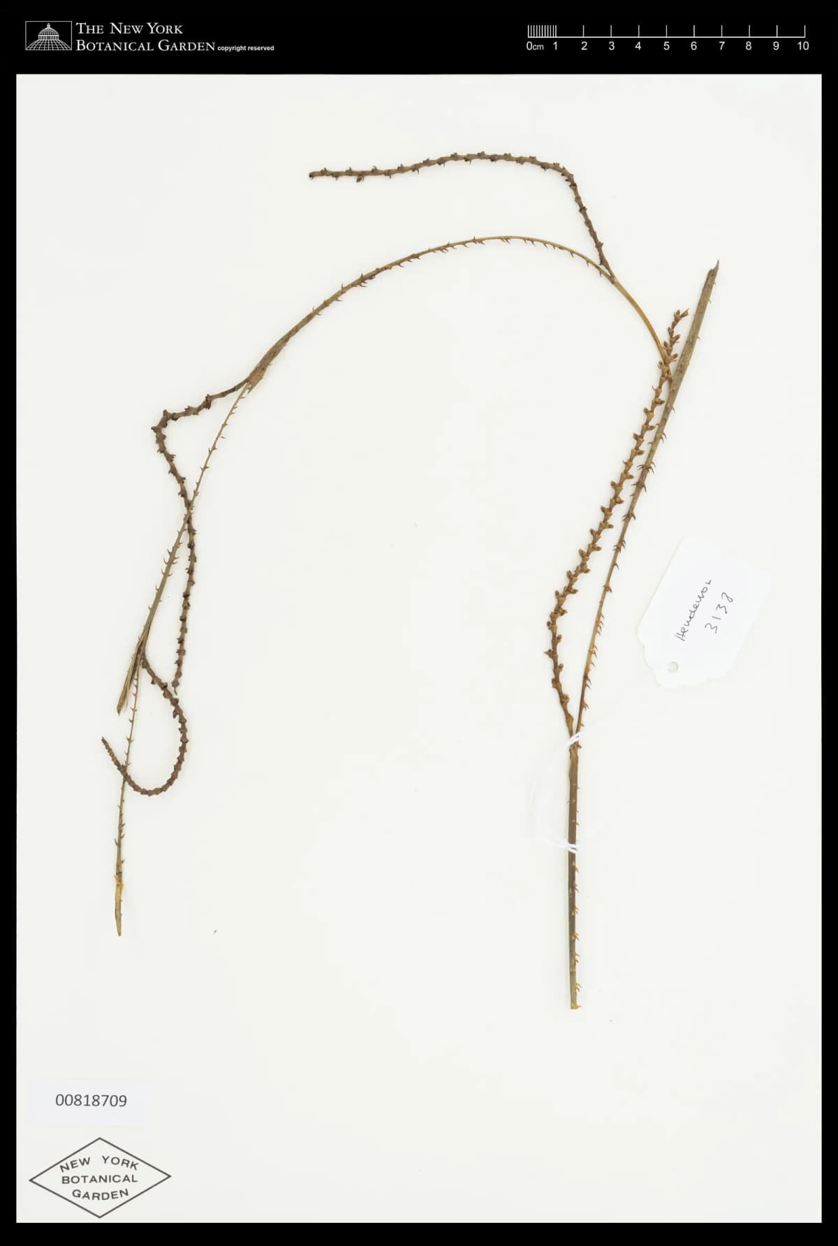 Botanical specimen of Calamus Kingianus.