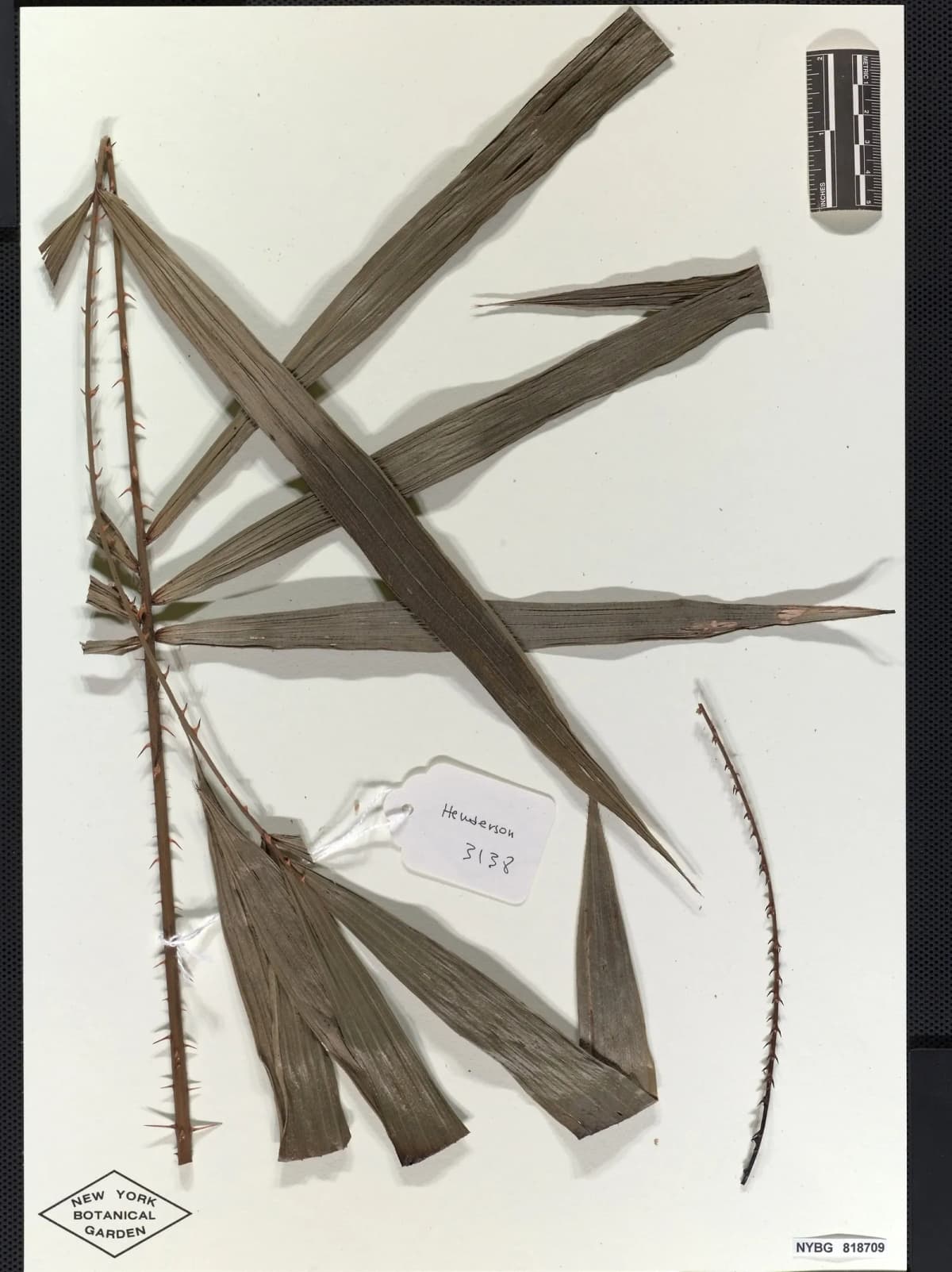 Botanical specimen of Calamus Kingianus.