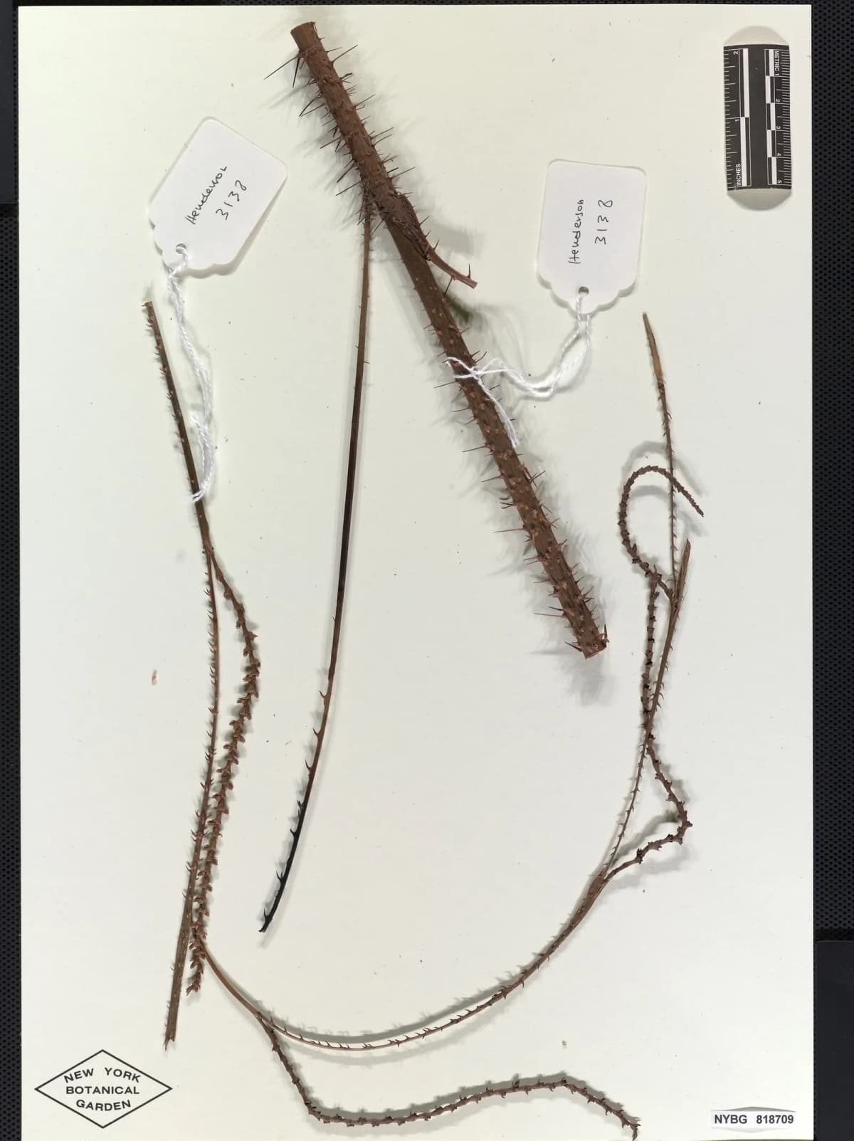 Botanical specimen of Calamus Kingianus.