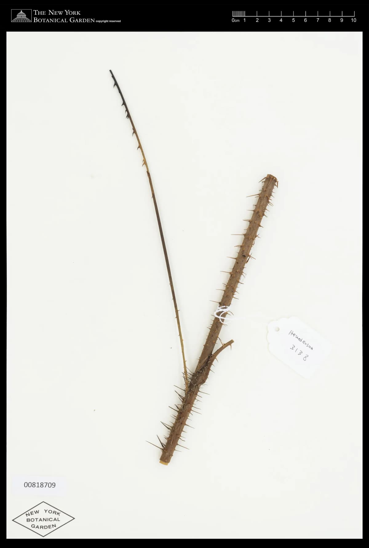 Botanical specimen of Calamus Kingianus.