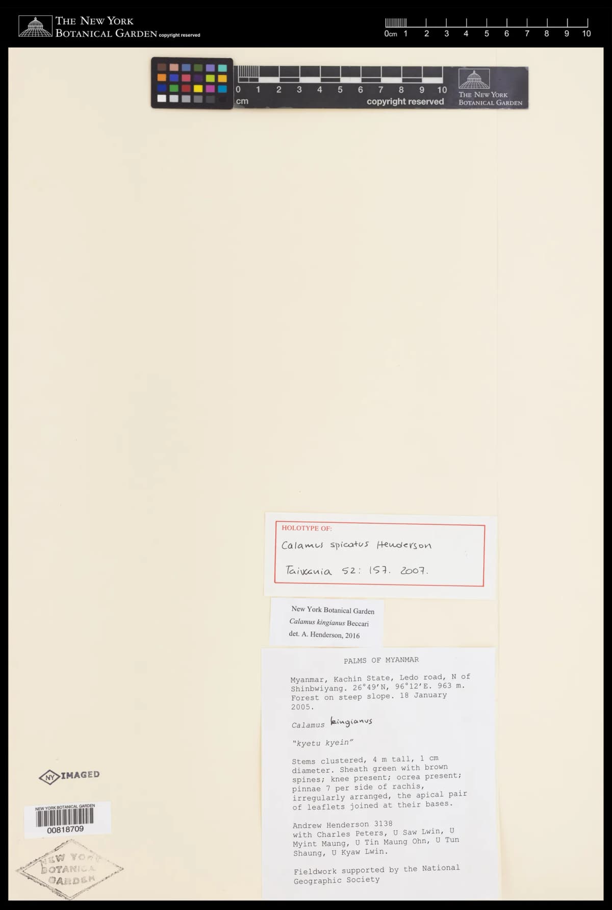 Botanical specimen of Calamus Kingianus.