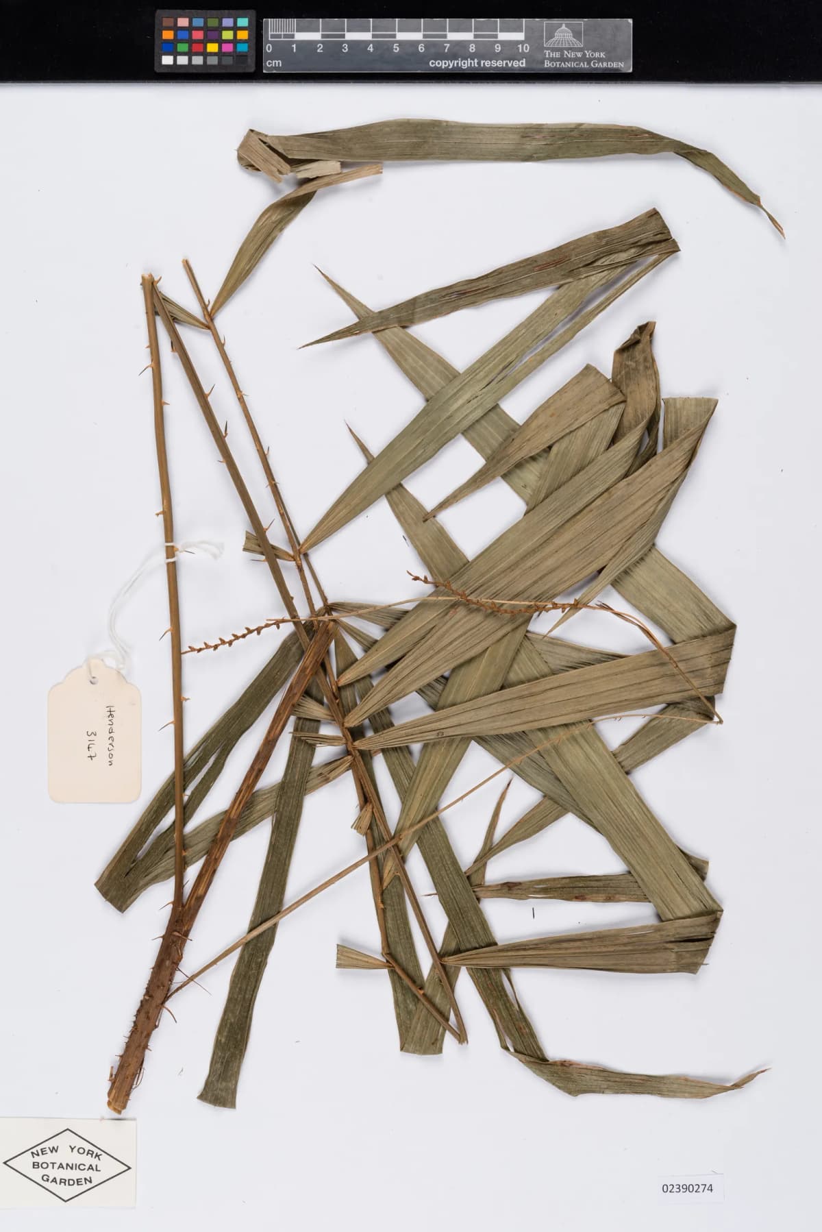 Botanical specimen of Calamus Kingianus.