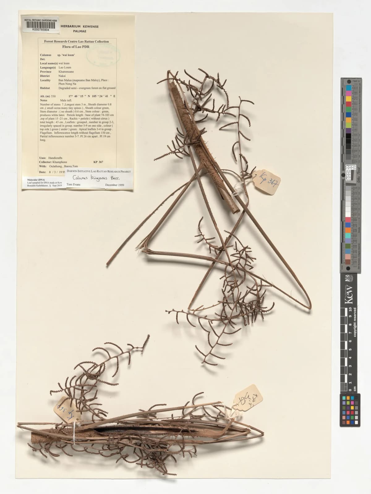 Botanical specimen of Calamus Kingianus.