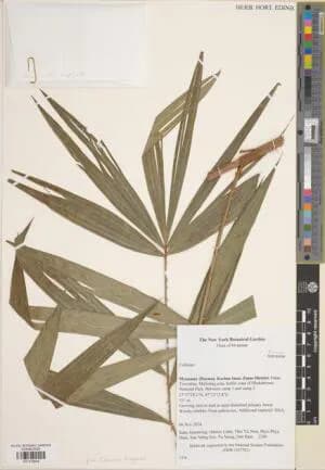 Botanical specimen of Calamus Kingianus.