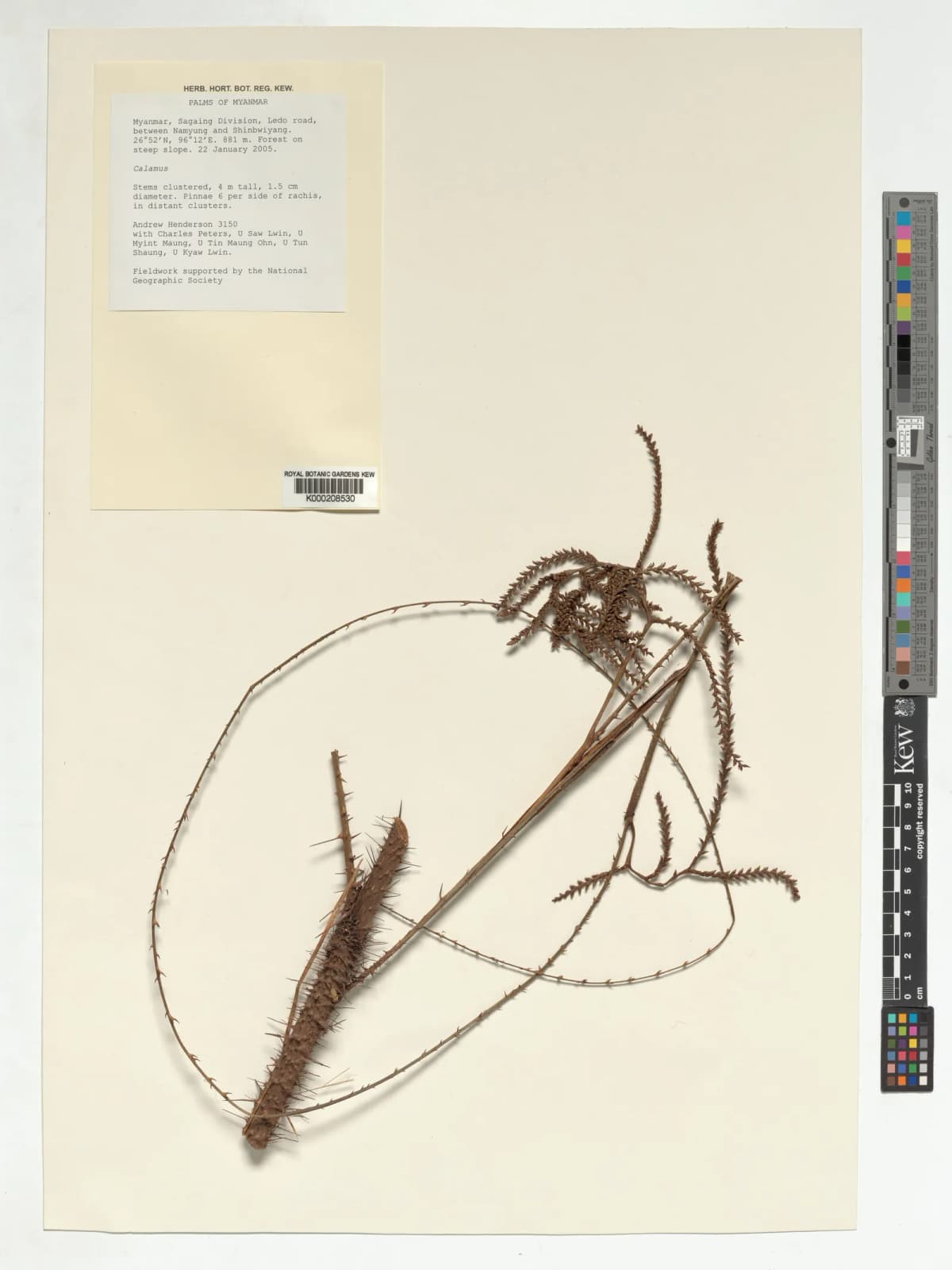 Botanical specimen of Calamus Kingianus.