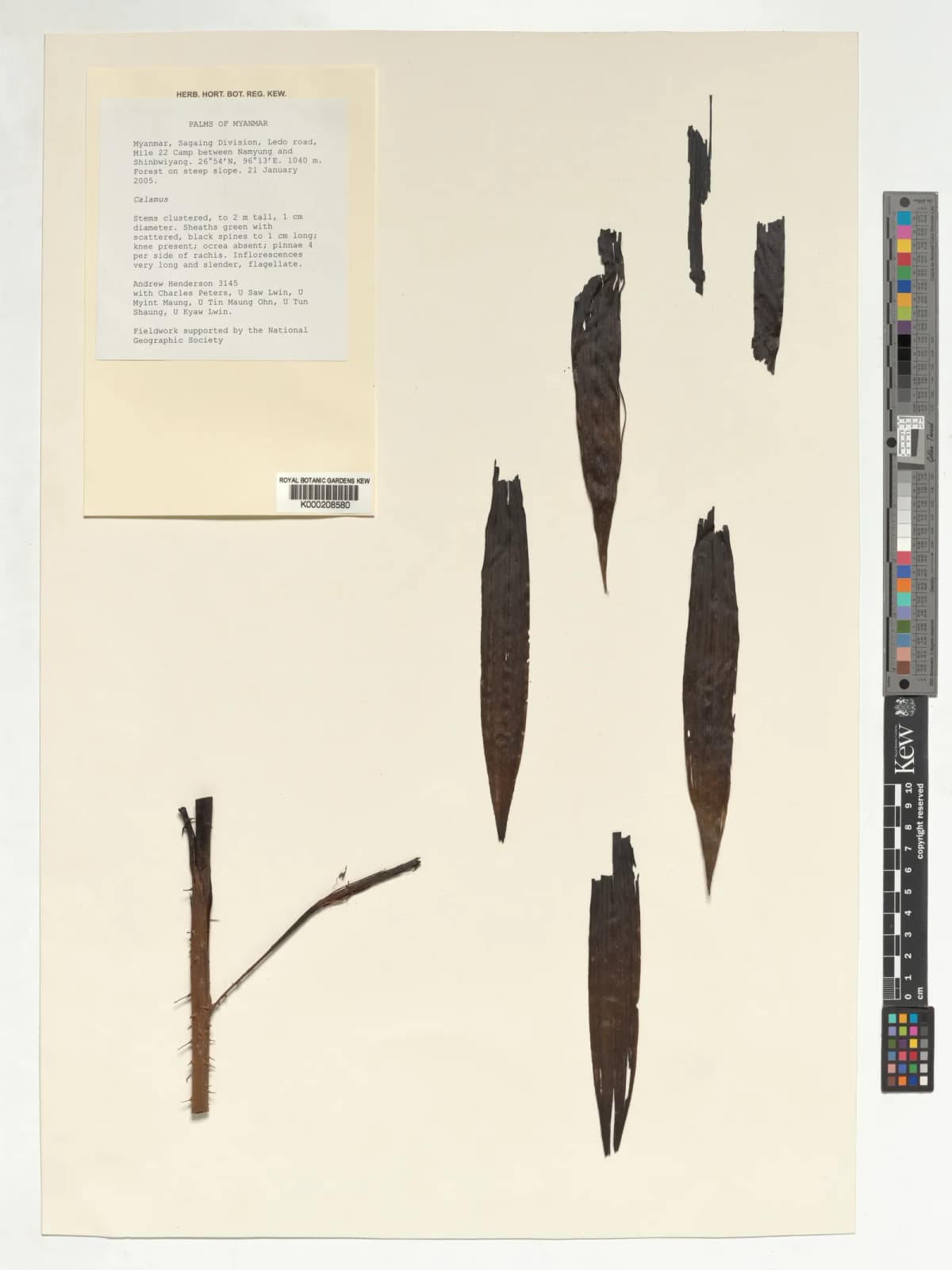 Botanical specimen of Calamus Kingianus.