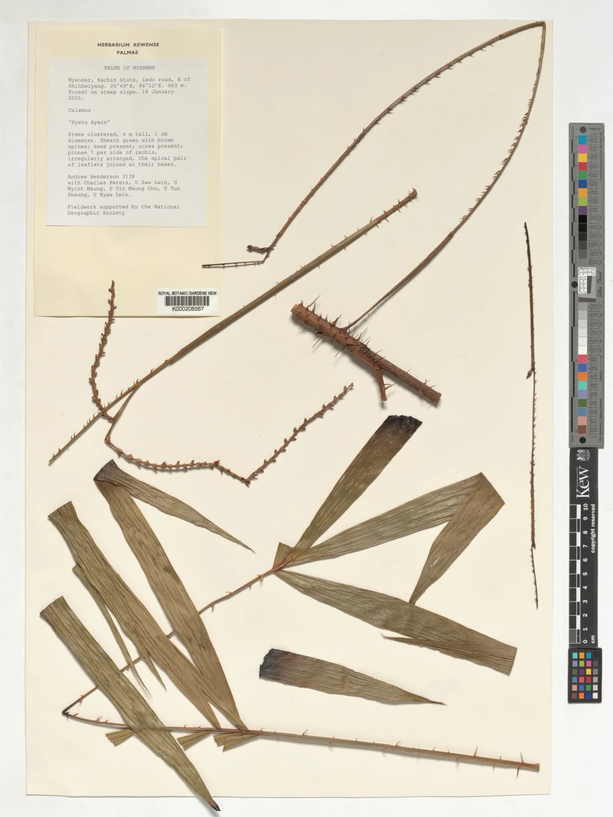 Botanical specimen of Calamus Kingianus.