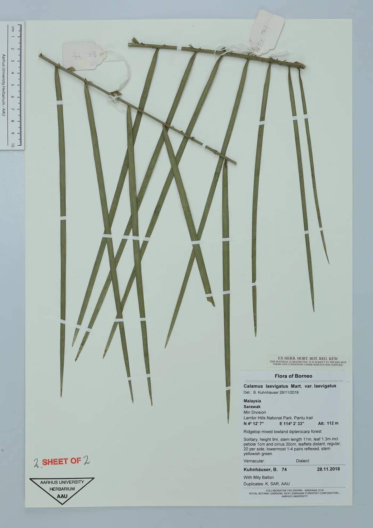 Botanical specimen of Calamus Laevigatus.