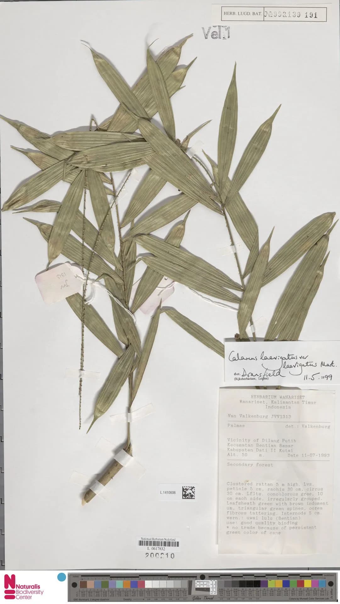 Botanical specimen of Calamus Laevigatus.
