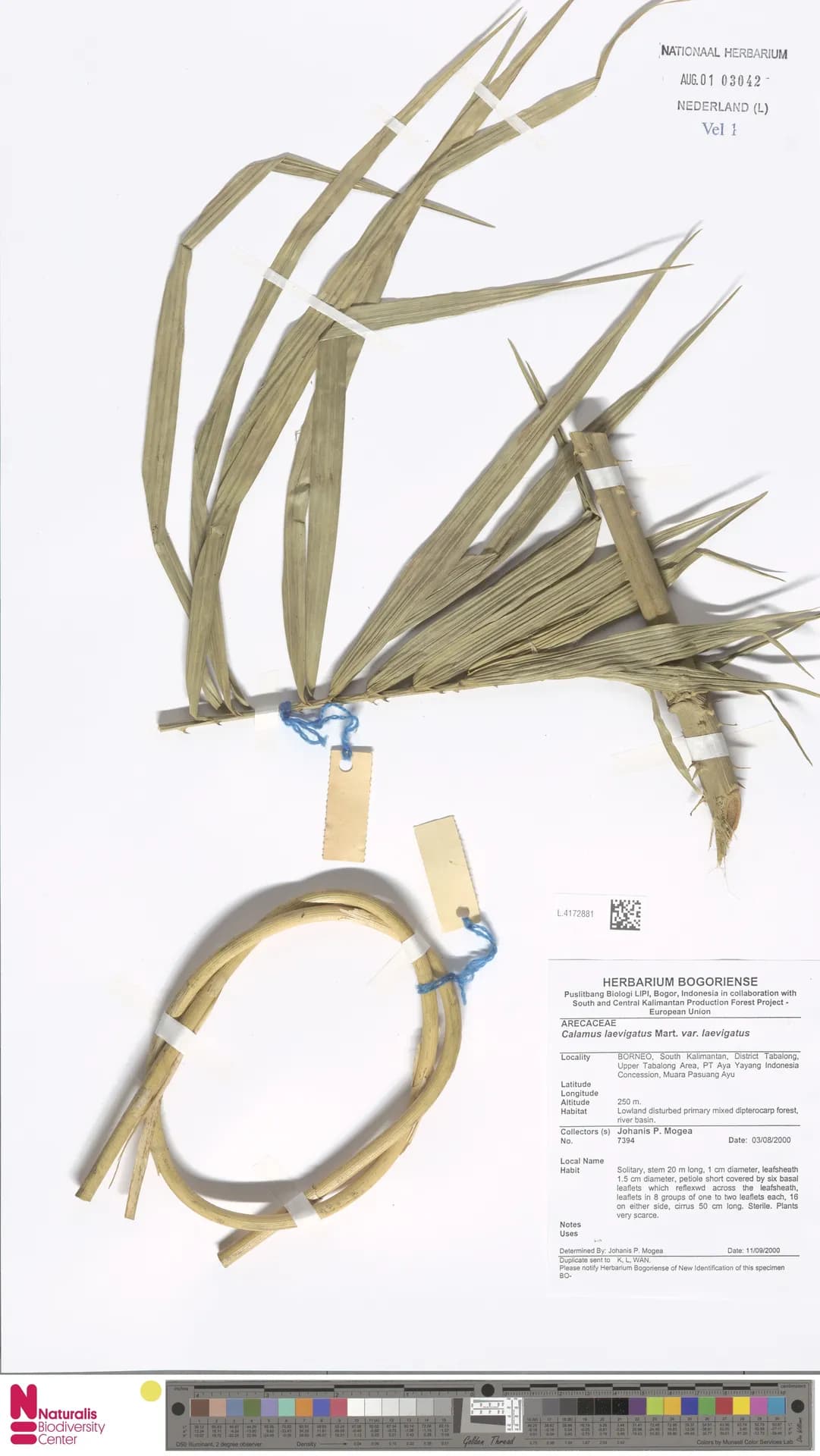 Botanical specimen of Calamus Laevigatus.