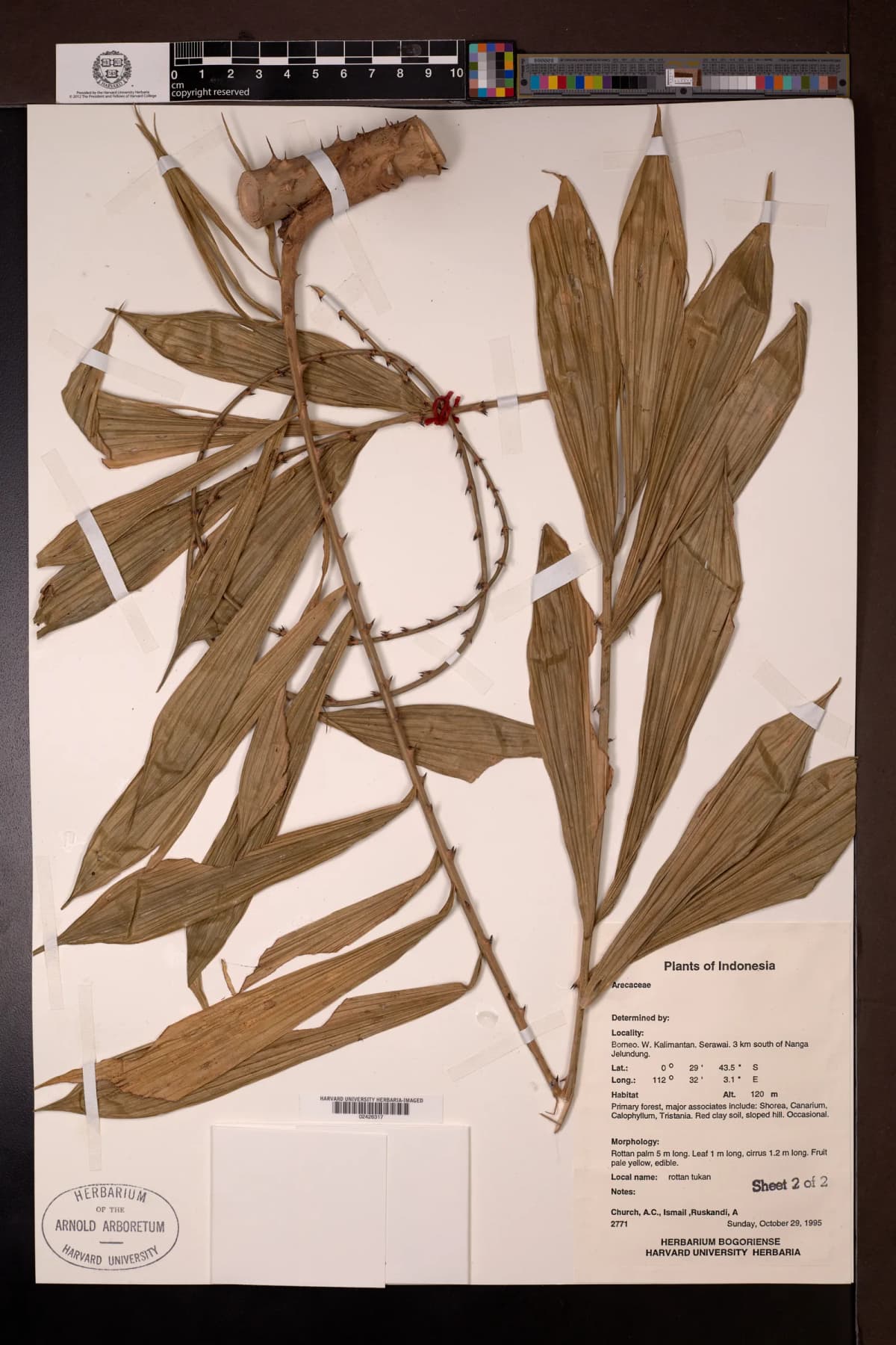 Botanical specimen of Calamus Laevigatus.