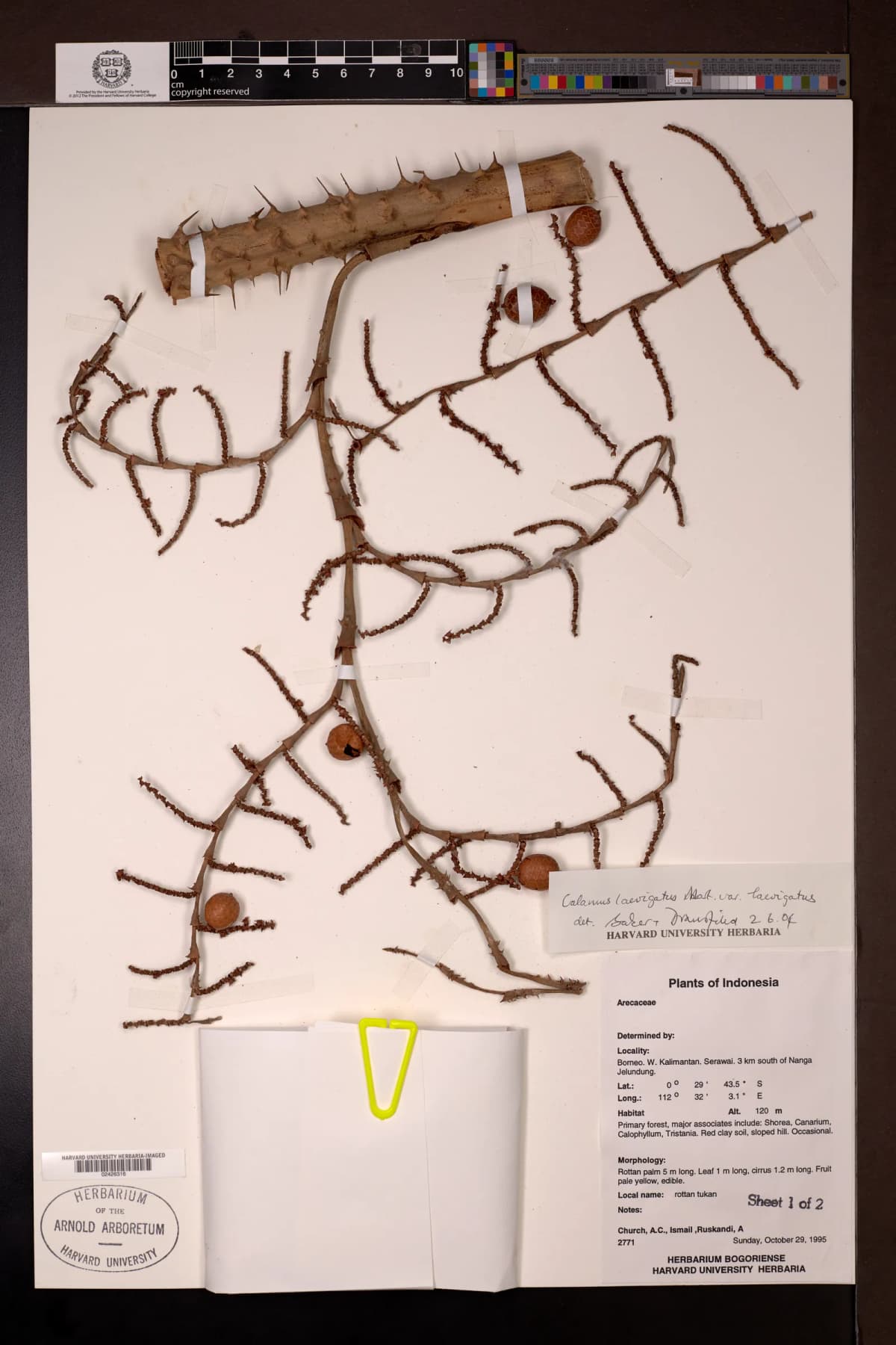 Botanical specimen of Calamus Laevigatus.