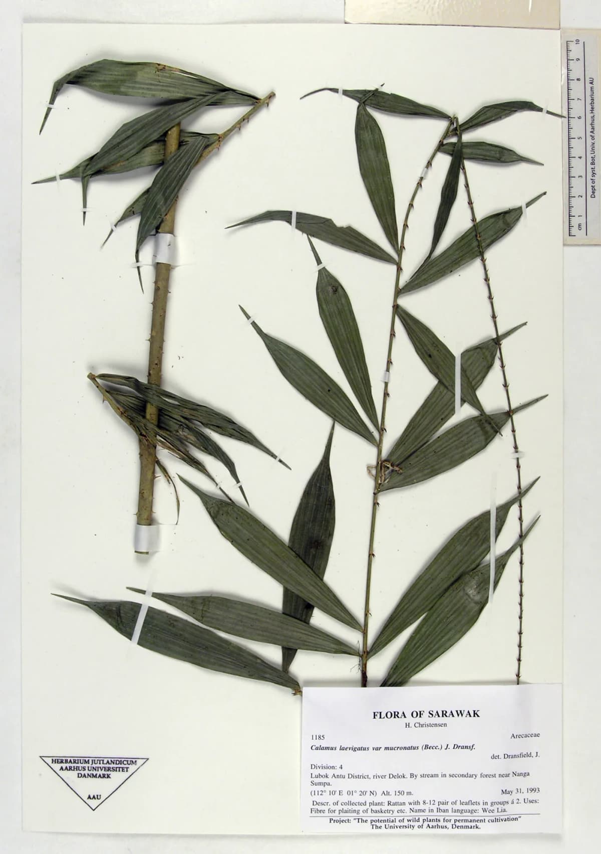 Botanical specimen of Calamus Laevigatus.