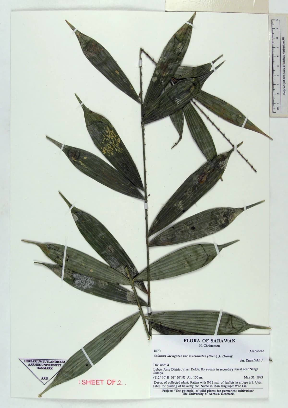 Botanical specimen of Calamus Laevigatus.