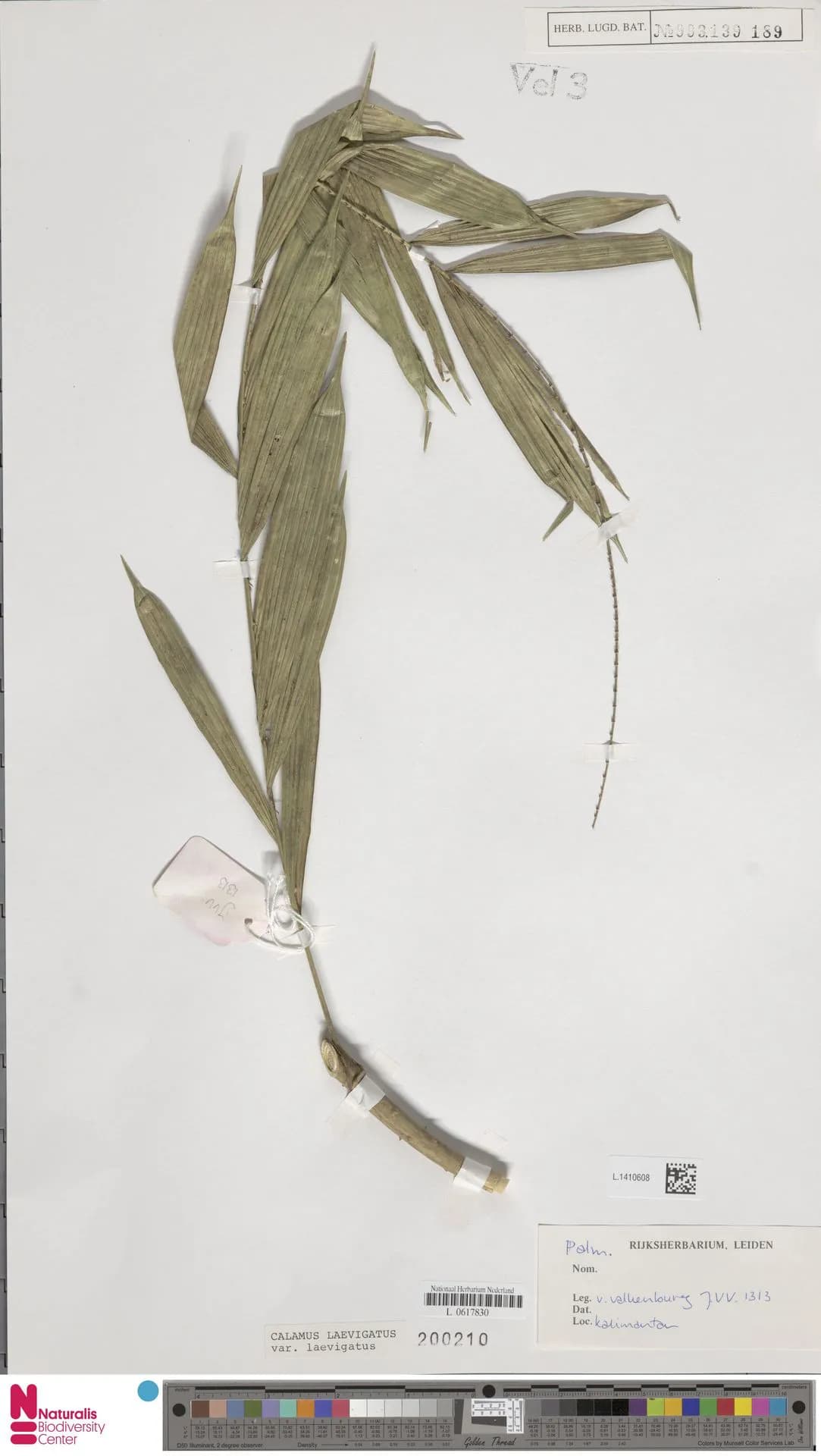 Botanical specimen of Calamus Laevigatus.