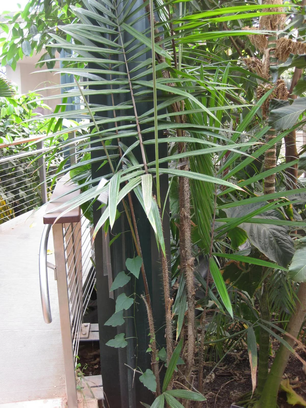 Botanical specimen of Calamus Latifolius.