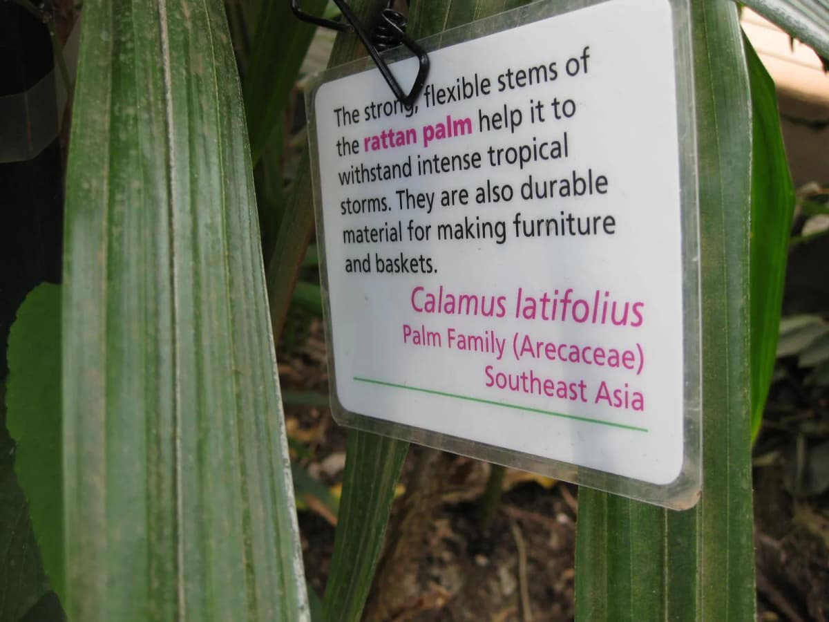Botanical specimen of Calamus Latifolius.