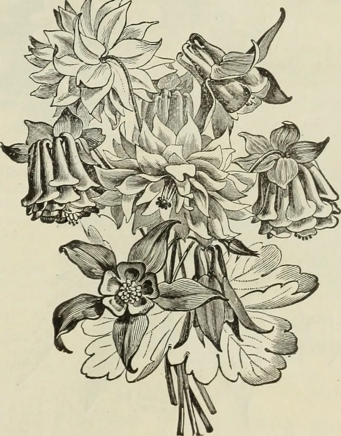 Botanical specimen of Calamus Latifolius.