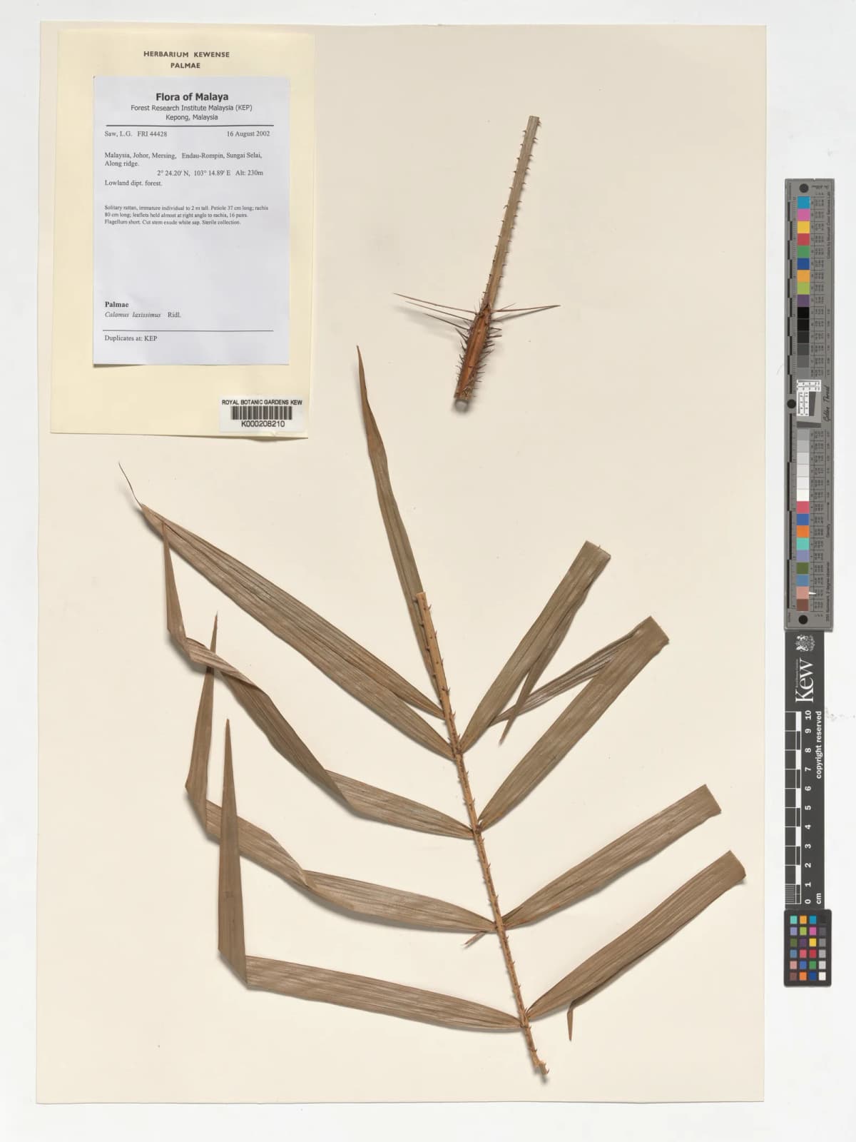 Botanical specimen of Calamus Laxissimus.
