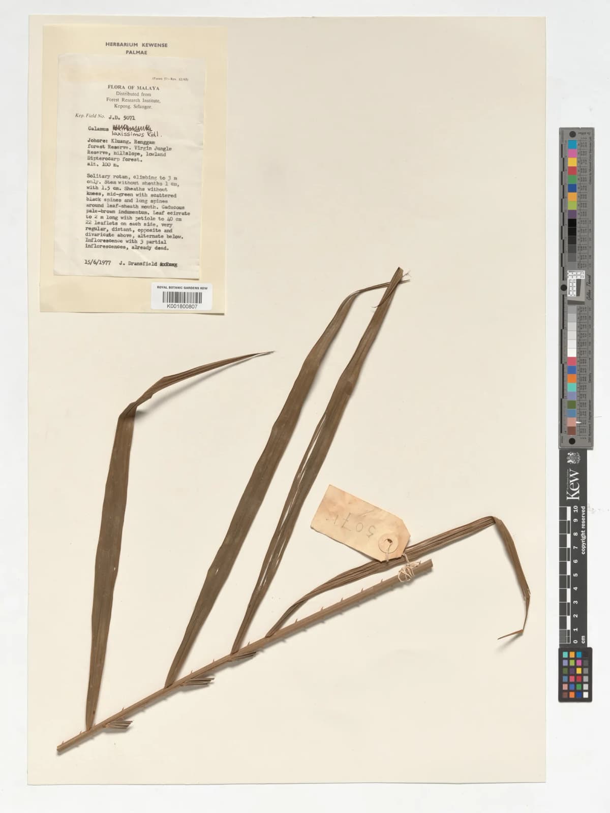 Botanical specimen of Calamus Laxissimus.