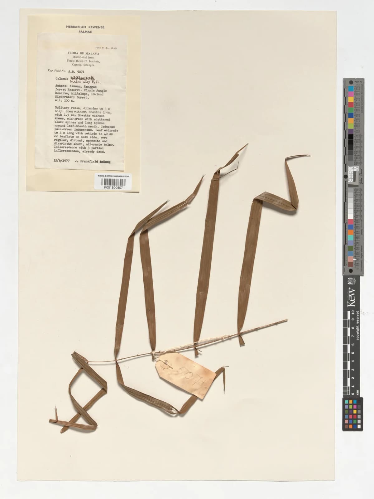 Botanical specimen of Calamus Laxissimus.