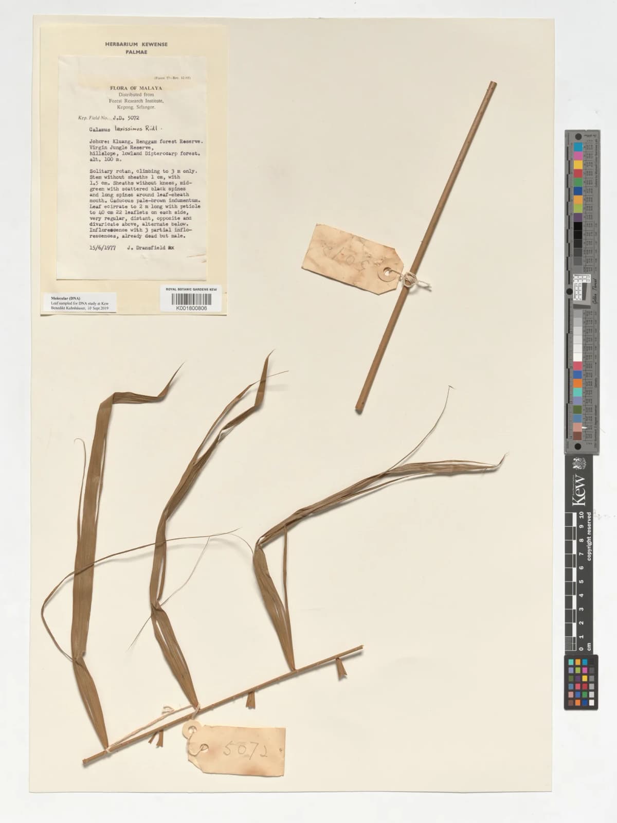 Botanical specimen of Calamus Laxissimus.