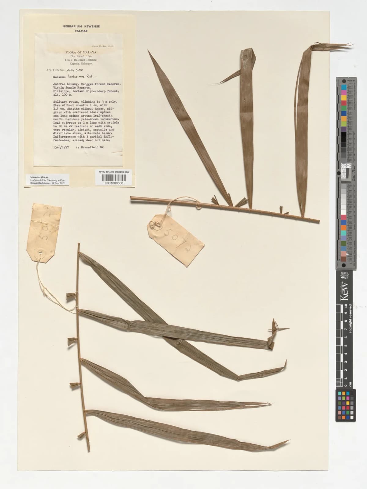 Botanical specimen of Calamus Laxissimus.