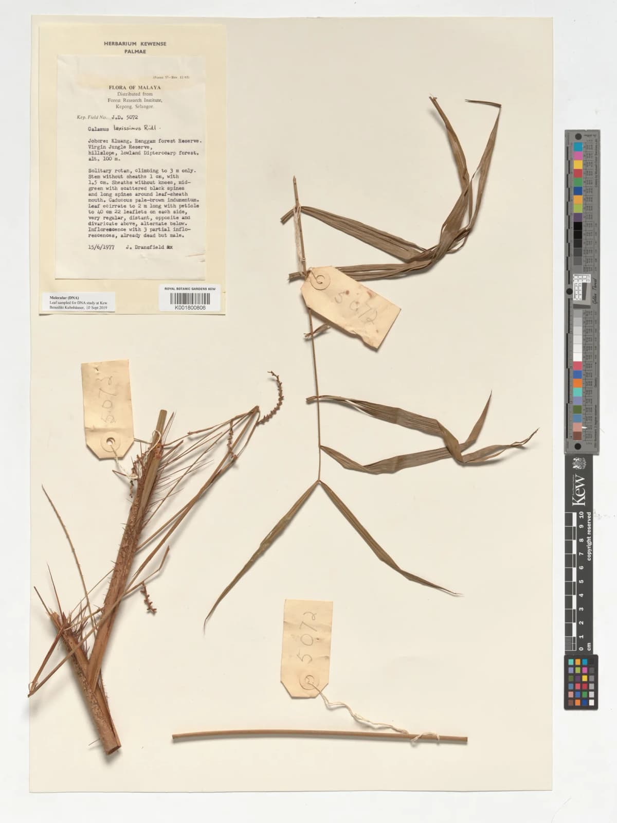 Botanical specimen of Calamus Laxissimus.
