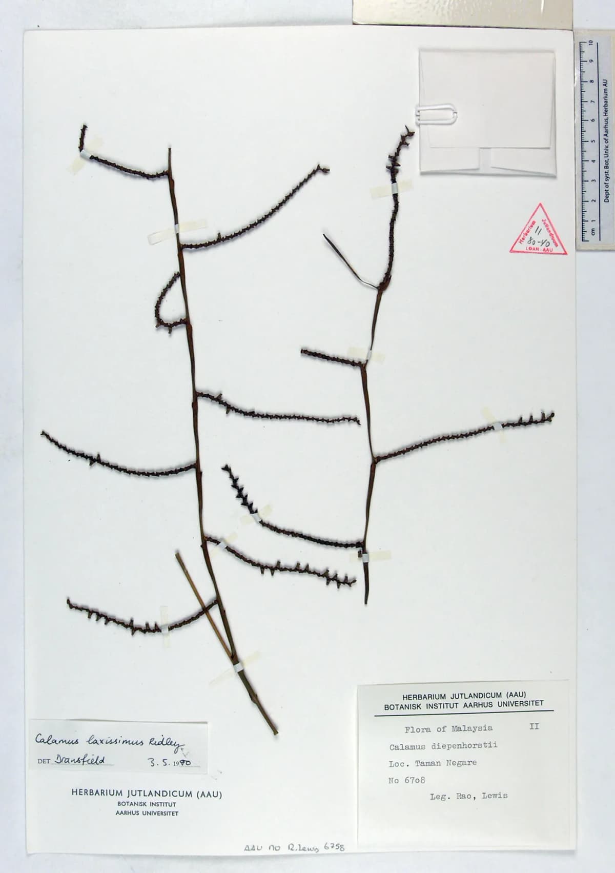 Botanical specimen of Calamus Laxissimus.