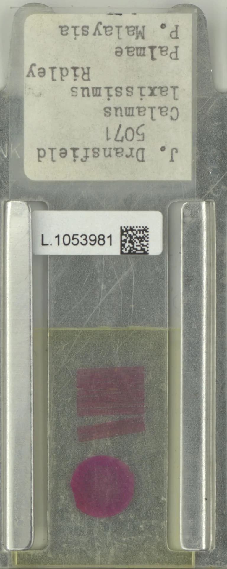 Botanical specimen of Calamus Laxissimus.