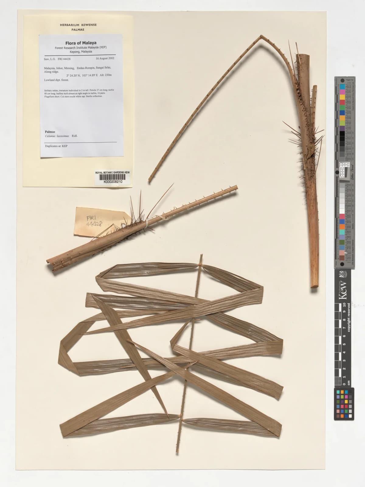Botanical specimen of Calamus Laxissimus.