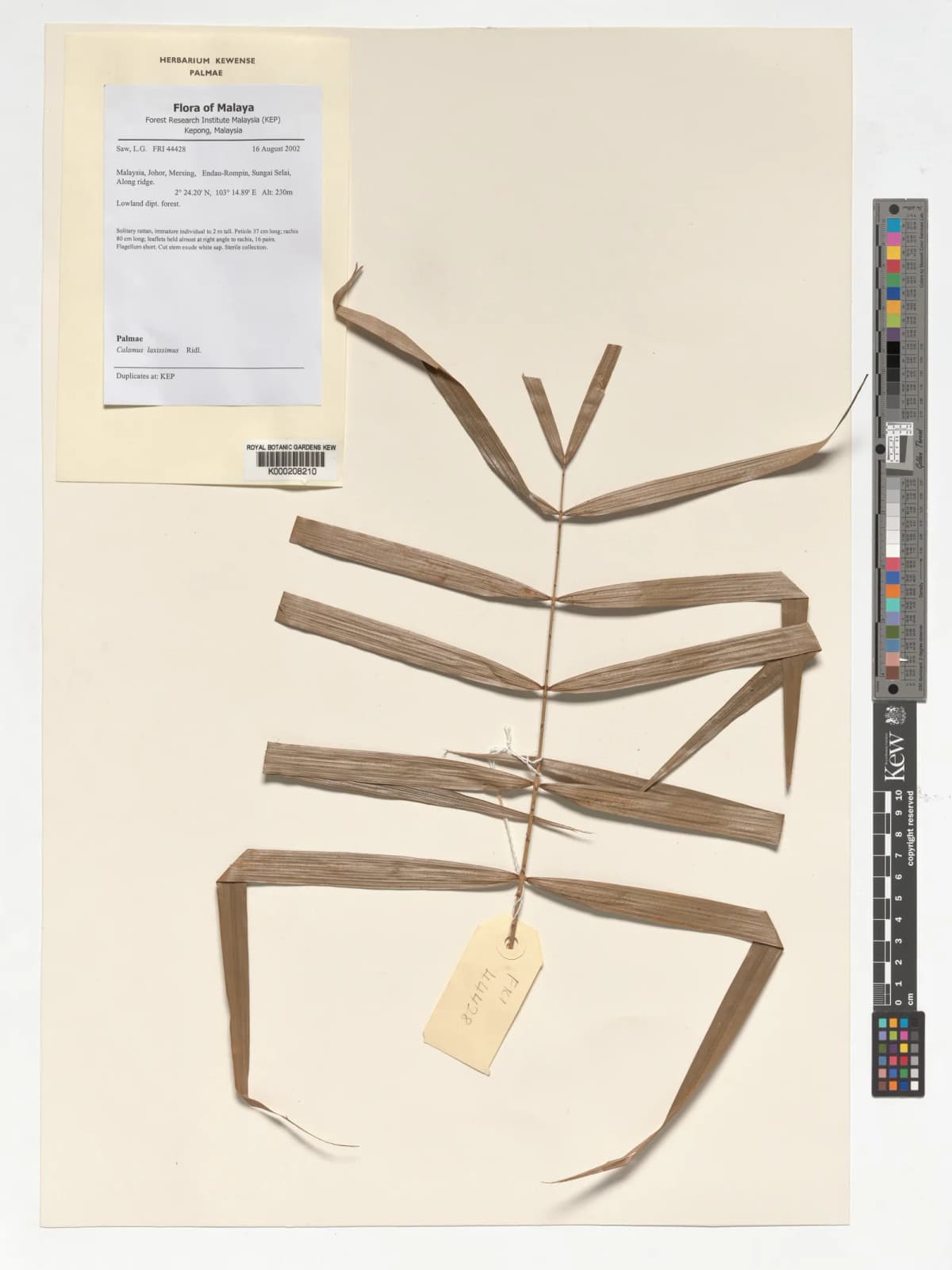 Botanical specimen of Calamus Laxissimus.