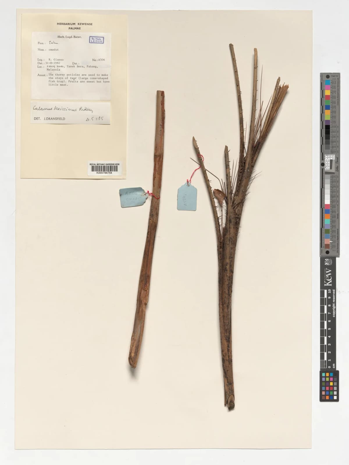 Botanical specimen of Calamus Laxissimus.