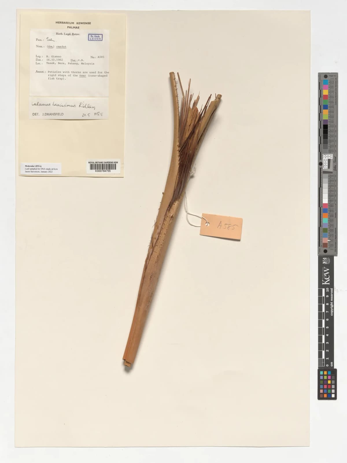 Botanical specimen of Calamus Laxissimus.