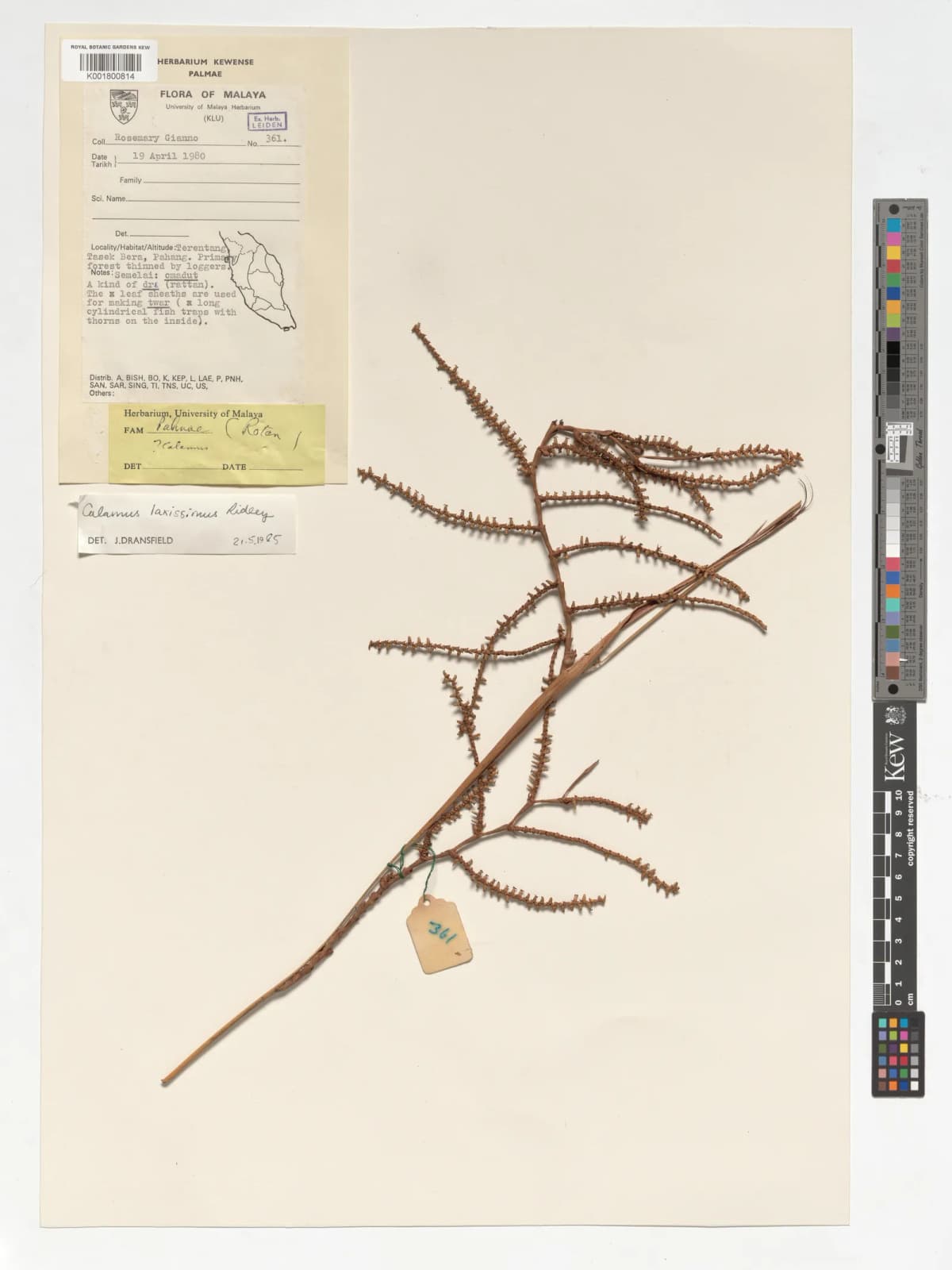 Botanical specimen of Calamus Laxissimus.