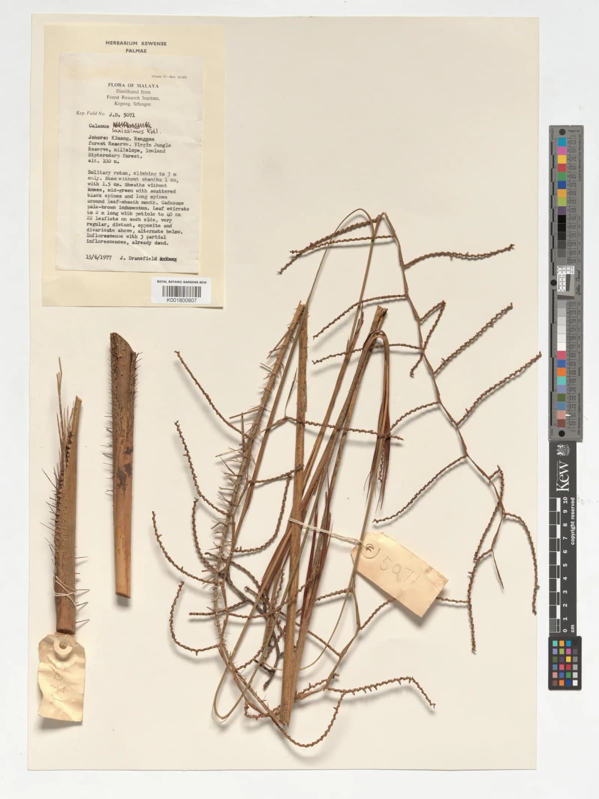 Botanical specimen of Calamus Laxissimus.