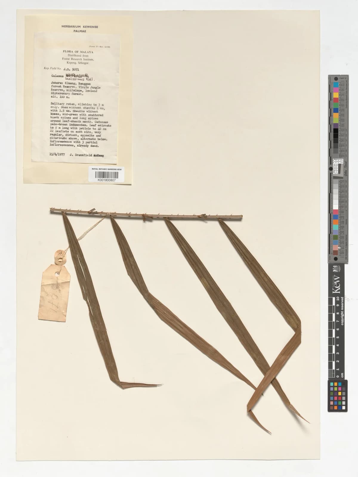 Botanical specimen of Calamus Laxissimus.