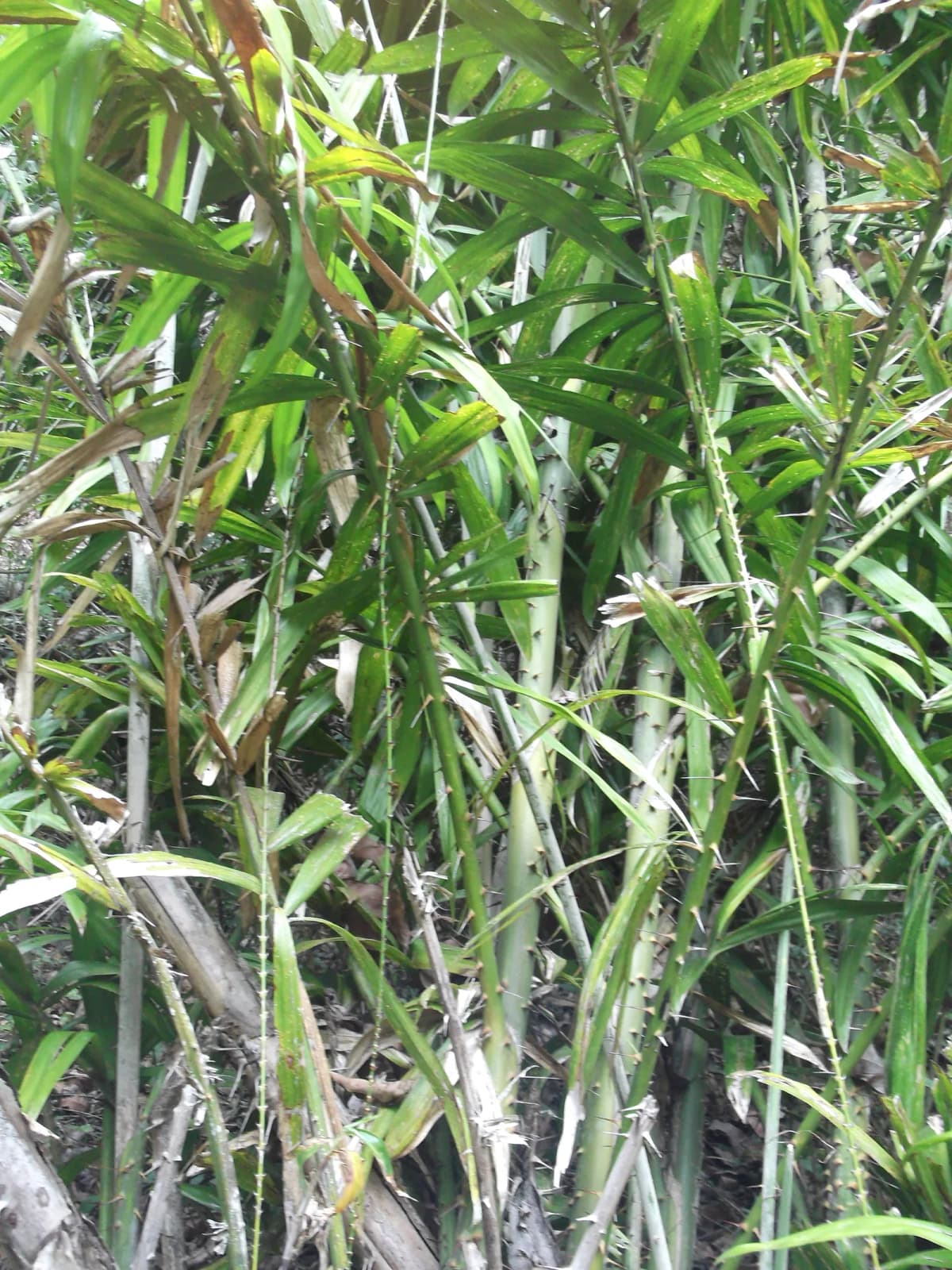 Botanical specimen of Calamus Leptospadix.
