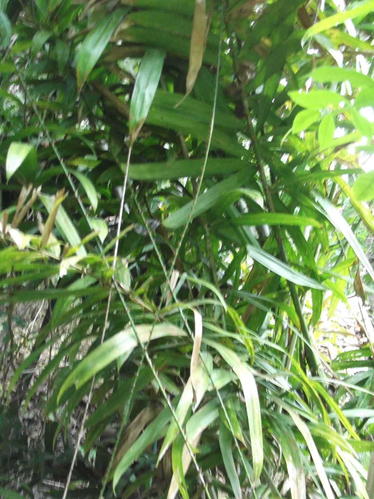 Botanical specimen of Calamus Leptospadix.