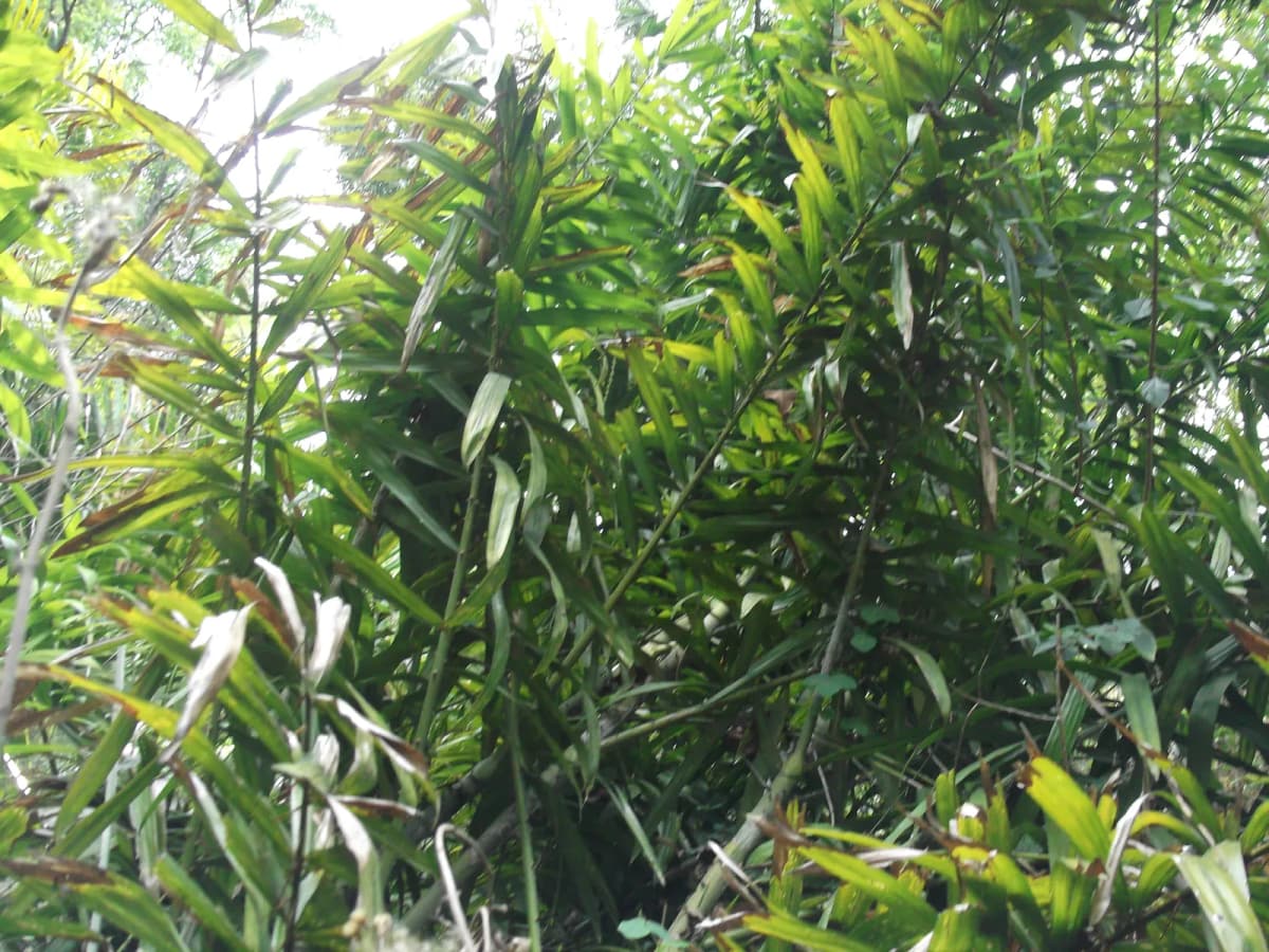 Botanical specimen of Calamus Leptospadix.